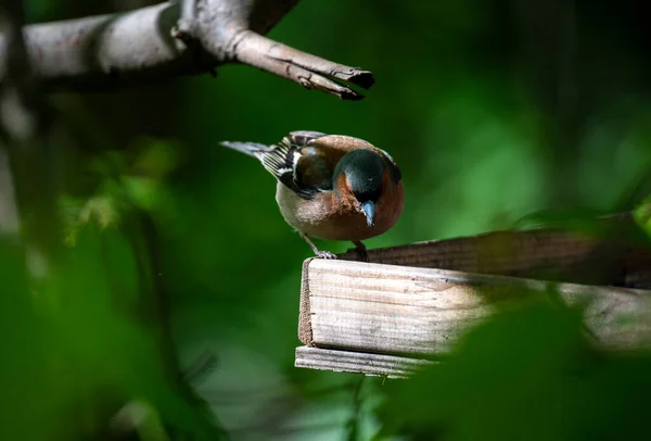 Pássaro Floresta Brilhante Condições Naturais Procura Comida Floresta — Fotografia de Stock