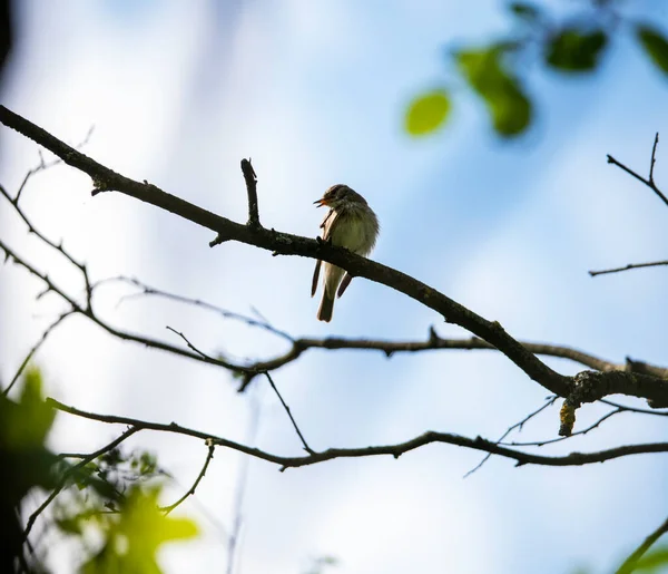 Oiseau Forestier Brillant Dans Des Conditions Naturelles Recherche Nourriture Dans — Photo