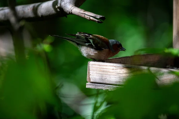 Heller Waldvogel Natürlicher Umgebung Auf Nahrungssuche Wald — Stockfoto