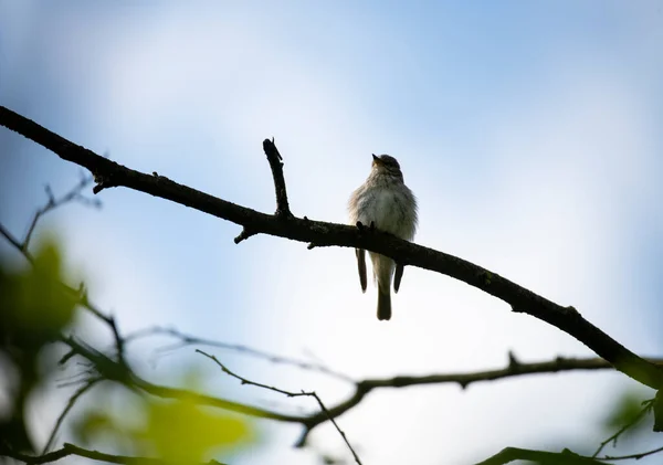 Uccello Della Foresta Brillante Condizioni Naturali Cerca Cibo Nella Foresta — Foto Stock