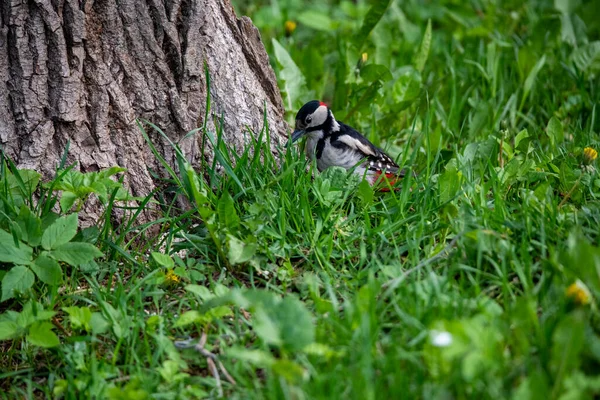 Heller Waldvogel Natürlicher Umgebung Auf Nahrungssuche Wald — Stockfoto