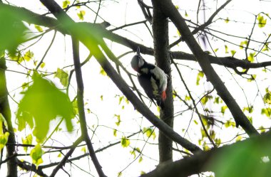 Parlak orman kuşu doğal koşullarda ormanda yiyecek arıyor.