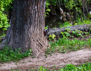 Parlak orman kuşu doğal koşullarda ormanda yiyecek arıyor.