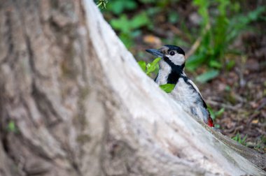 Parlak orman kuşu doğal koşullarda ormanda yiyecek arıyor.