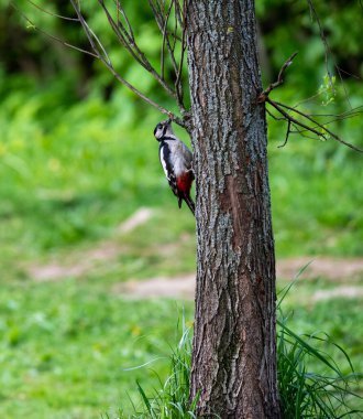 Parlak orman kuşu doğal koşullarda ormanda yiyecek arıyor.