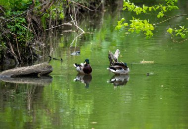 Parlak orman kuşu doğal koşullarda ormanda yiyecek arıyor.