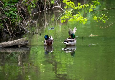 Parlak orman kuşu doğal koşullarda ormanda yiyecek arıyor.