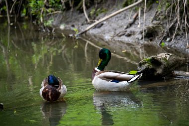 Parlak orman kuşu doğal koşullarda ormanda yiyecek arıyor.