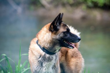 Kızıl saçlı av köpeği ormanda av köpeği arıyor.