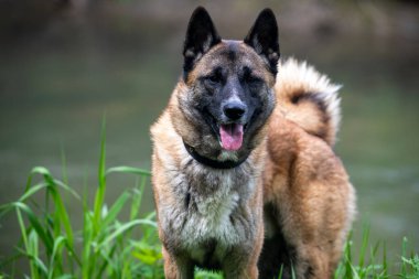 Kızıl saçlı av köpeği ormanda av köpeği arıyor.