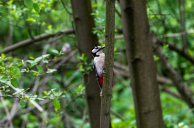 Parlak orman kuşu doğal koşullarda ormanda yiyecek arıyor.
