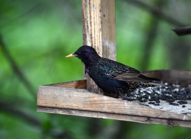 Parlak orman kuşu doğal koşullarda ormanda yiyecek arıyor.