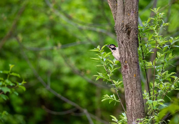 Ljus Skog Fågel Naturliga Förhållanden Söker Mat Skogen — Stockfoto