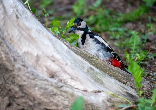 Aves Silvestres Brillantes Condiciones Naturales Que Buscan Alimento Bosque — Foto de Stock