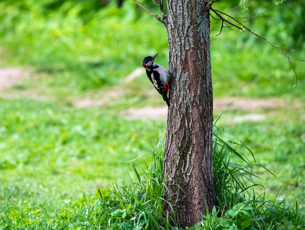 bright forest bird in natural conditions looking for food in the forest