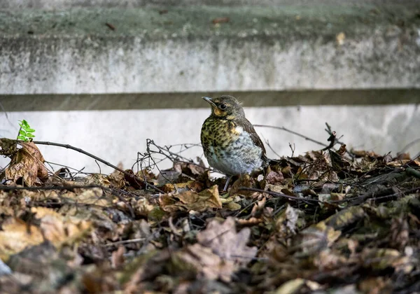 Oiseau Forestier Brillant Dans Des Conditions Naturelles Recherche Nourriture Dans — Photo