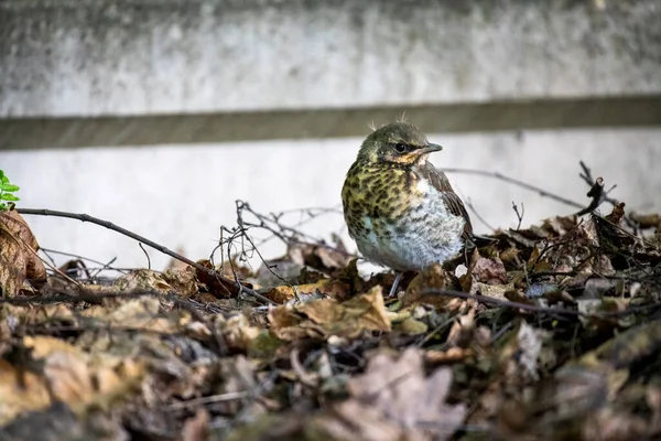 bright forest bird in natural conditions looking for food in the forest