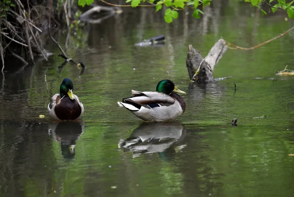 Heller Waldvogel Natürlicher Umgebung Auf Nahrungssuche Wald — Stockfoto