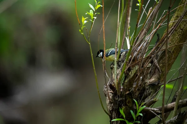 Uccello Della Foresta Brillante Condizioni Naturali Cerca Cibo Nella Foresta — Foto Stock
