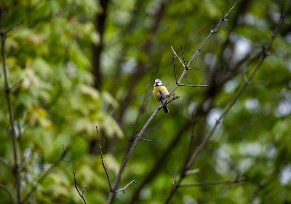 Heller Waldvogel Natürlicher Umgebung Auf Nahrungssuche Wald — Stockfoto