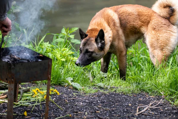 red-haired hunting dog by the river in the forest looking for game