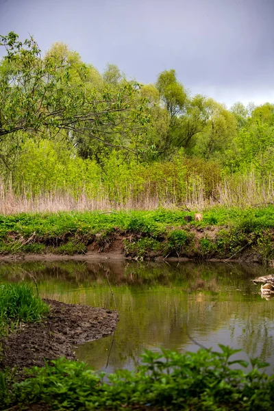 Κοκκινομάλλα Κυνηγόσκυλο Από Ποτάμι Στο Δάσος Ψάχνει Για Παιχνίδι — Φωτογραφία Αρχείου