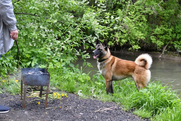 red-haired hunting dog by the river in the forest looking for game