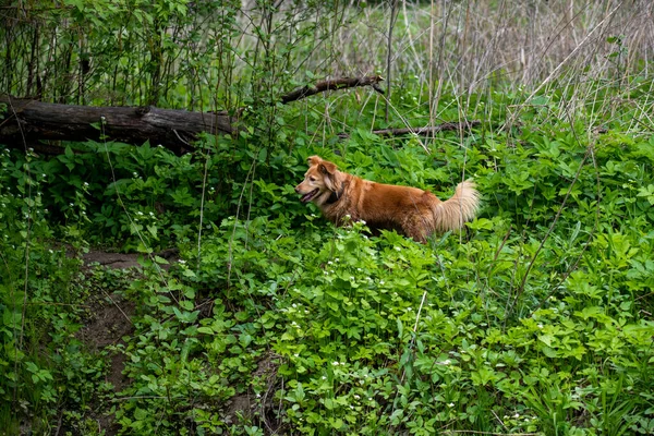 red-haired hunting dog by the river in the forest looking for game