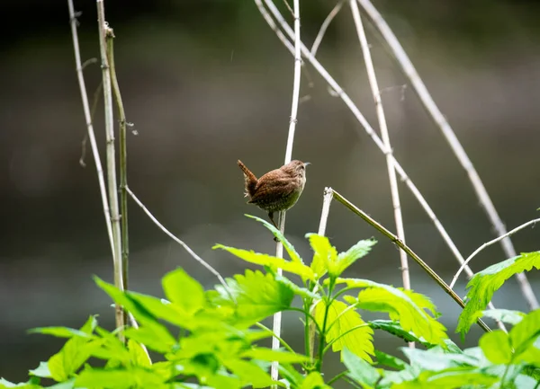 bright forest bird in natural conditions looking for food in the forest