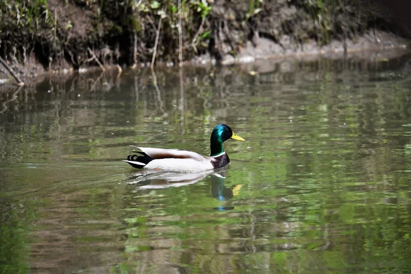 Oiseau Forestier Brillant Dans Des Conditions Naturelles Recherche Nourriture Dans — Photo