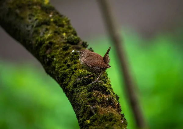 Яркие Лесные Птицы Естественных Условиях Поисках Пищи Лесу — стоковое фото