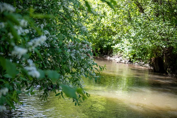 Φωτεινό Δασικό Πτηνό Φυσικές Συνθήκες Που Αναζητά Τροφή Στο Δάσος — Φωτογραφία Αρχείου