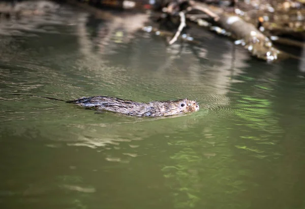 Ratti Bruni Del Fiume Natura — Foto Stock