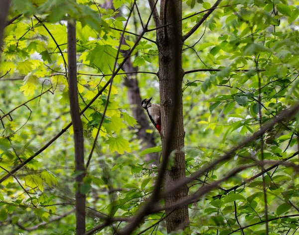 Heller Waldvogel Natürlicher Umgebung Auf Nahrungssuche Wald — Stockfoto