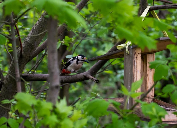 Heller Waldvogel Natürlicher Umgebung Auf Nahrungssuche Wald — Stockfoto