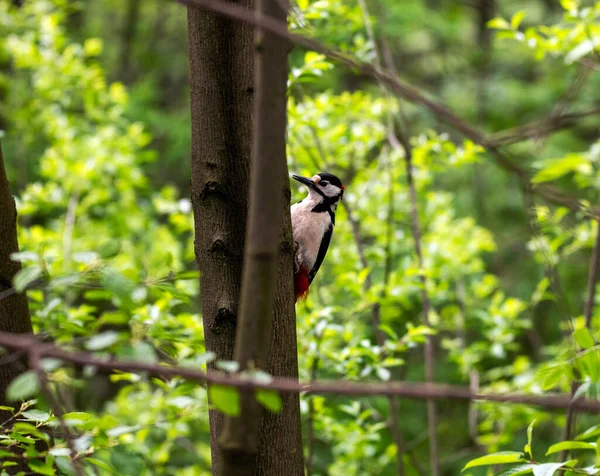 bright forest bird in natural conditions looking for food in the forest