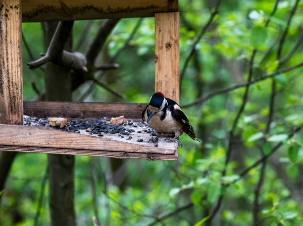 Heller Waldvogel Natürlicher Umgebung Auf Nahrungssuche Wald — Stockfoto