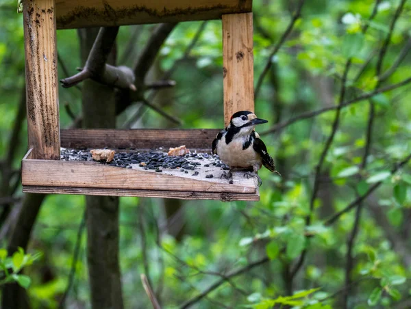 Яркие Лесные Птицы Естественных Условиях Поисках Пищи Лесу — стоковое фото