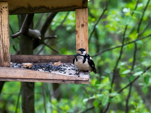 Oiseau Forestier Brillant Dans Des Conditions Naturelles Recherche Nourriture Dans — Photo