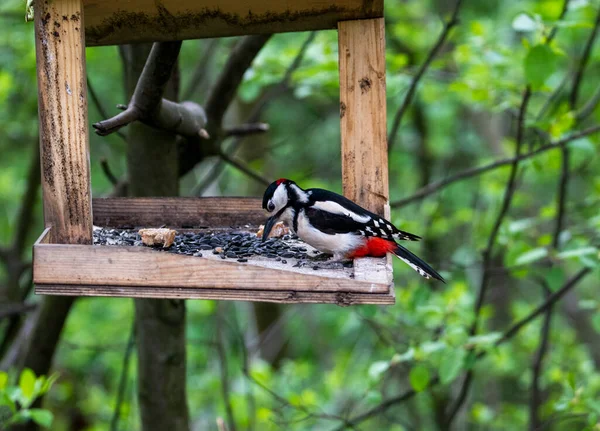 Heller Waldvogel Natürlicher Umgebung Auf Nahrungssuche Wald — Stockfoto