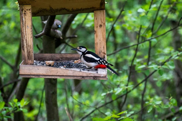 Heller Waldvogel Natürlicher Umgebung Auf Nahrungssuche Wald — Stockfoto