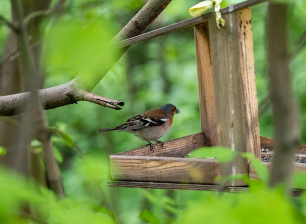 Heller Waldvogel Natürlicher Umgebung Auf Nahrungssuche Wald — Stockfoto