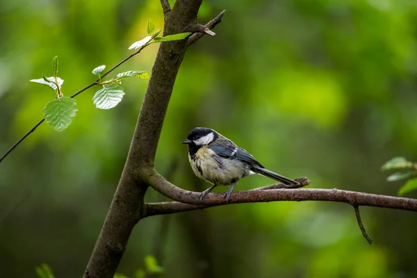 Ljus Skog Fågel Naturliga Förhållanden Söker Mat Skogen — Stockfoto