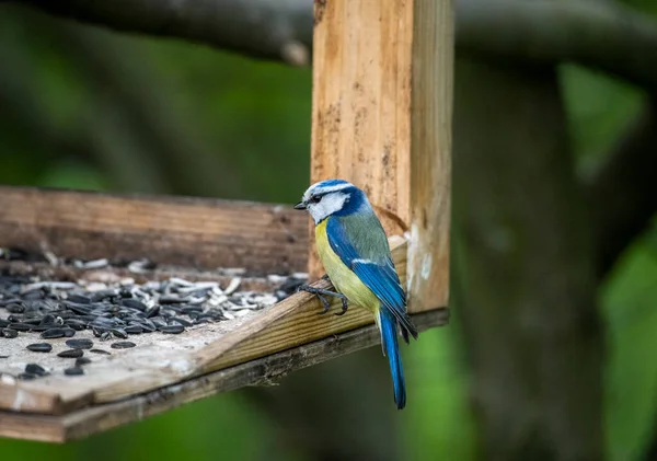 Ljus Skog Fågel Naturliga Förhållanden Söker Mat Skogen — Stockfoto