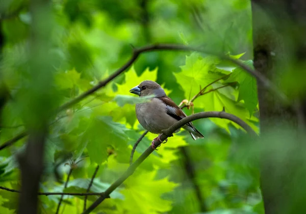 Oiseau Forestier Brillant Dans Des Conditions Naturelles Recherche Nourriture Dans — Photo