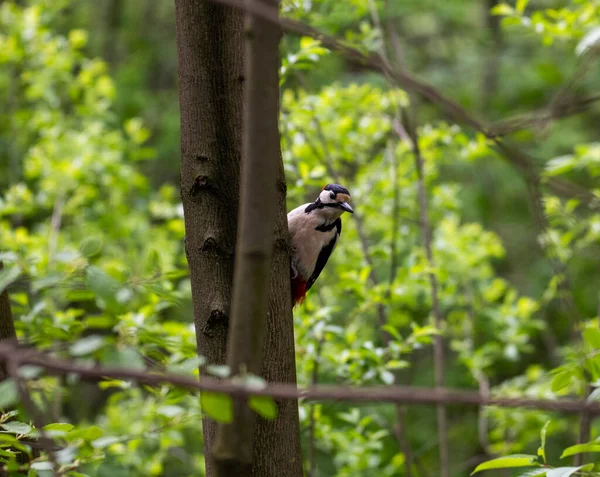 Ljus Skog Fågel Naturliga Förhållanden Söker Mat Skogen — Stockfoto