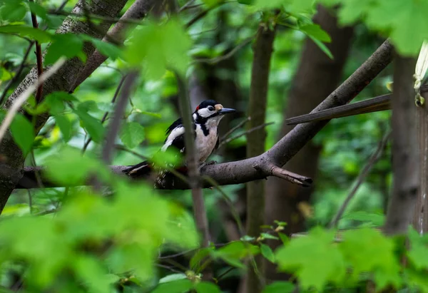 Ljus Skog Fågel Naturliga Förhållanden Söker Mat Skogen — Stockfoto