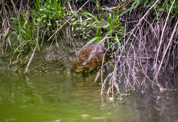 Ratto Bruno Del Fiume Vivo Sul Fiume — Foto Stock