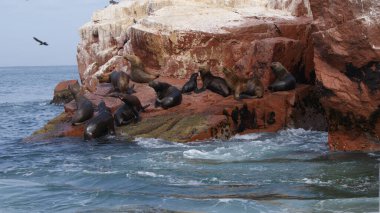 Penguen ve fokları olan ıssız adalar