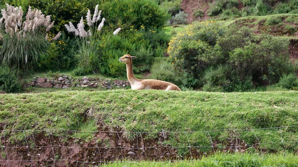 Granja Ecológica Con Llamas Otros Animales — Foto de Stock